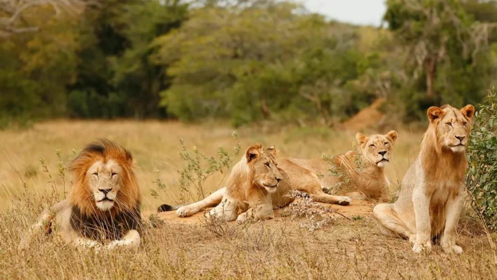 Queen Elizabeth National Park Maarjv