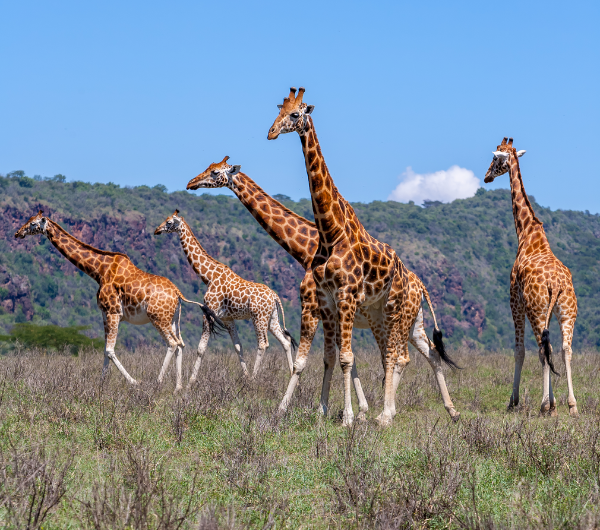 maarjv giraffes